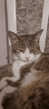 Cara Cat GIF - Cara Cat Silly Cat GIFs