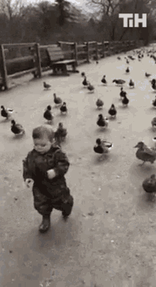 Ducks Following Baby This Is Happening GIF - Ducks Following Baby This Is Happening Walking GIFs