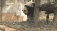Panda Fall GIF - Panda Fall GIFs