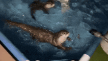 a group of otters are swimming in a pool together