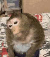 бибизяна обезьяна GIF - бибизяна обезьяна обезьяны GIFs