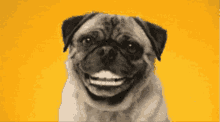 Excited Love You GIF - Excited Love You Dog Smile GIFs