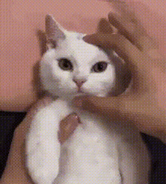 Angry Working Cat GIF