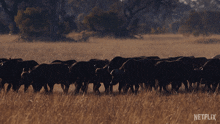 Herd Of Buffalo African Bufallo GIF - Herd Of Buffalo African Bufallo Our Living World GIFs