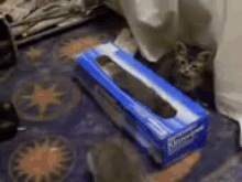 Get Back In There! GIF - Cat Box Kitten GIFs