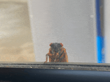 Cicada GIF