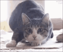 Cat Shimmy GIF - Cat Shimmy Cute GIFs