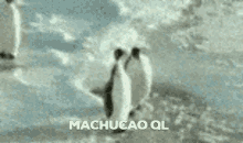 Machucao Pelmazo GIF - Machucao Pelmazo GIFs
