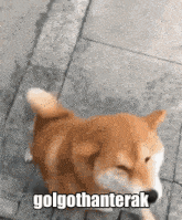 Golgo Dog GIF - Golgo Dog Doggo GIFs