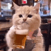 a cat is holding a glass of beer in its paws while sitting at a table .