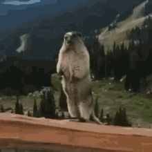 Funny Marmot GIF - Funny Marmot Screaming GIFs