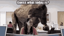 Wednesday Camel GIF - Wednesday Camel Guess What GIFs