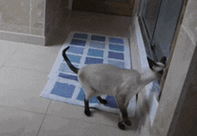 a cat standing next to a blue and white rug on the floor