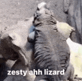 Zesty Ahh Lizard GIF - Zesty Ahh Lizard Lizard Zesty GIFs