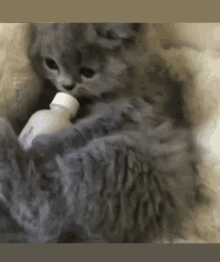 Cat Bottle GIF