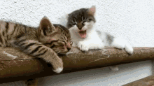 Kitten Waking Up Friend GIF