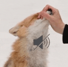 a close up of a person petting a fox with a speaker .