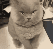 GIF