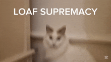 a white cat sitting next to a white bowl that says loaf supremacy on it