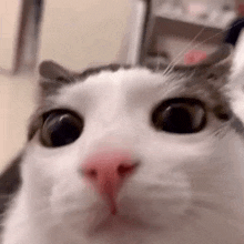 Cat Bling GIF - Cat Bling Stare GIFs