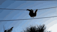 Hangin Out GIF - Animals Primates Orangutan GIFs