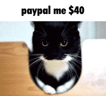 Bglamours Paypal Me 40 Dollars GIF
