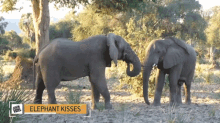 Elephant Kisses Elephant GIF - Elephant Kisses Elephant Kissing GIFs