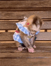 a baby monkey wearing a blue and white dress is crawling on a wooden bench .