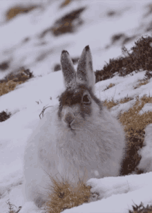 Rabbit Snow GIF - Rabbit Snow Falling GIFs