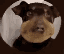 Bee Dog GIF - Bee Dog - Discover & Share GIFs