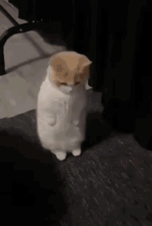 Surprised Surprised Cat GIF - Surprised Surprised Cat Cat GIFs