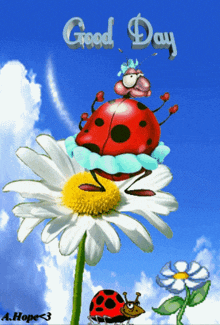 Coccinelle Ladybug GIF