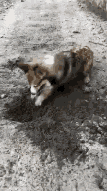 a brown and white dog is laying on a dirt road .