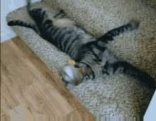 Cute Cat Spaz Cat GIF - Cute Cat Spaz Cat Kovu Cute Spaz Cat GIFs