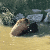 a brown bear and a black bear are playing in a pond