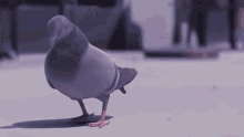 Pigeon Animated GIFs | Tenor