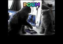Poum Cute GIF - Poum Cute Cat GIFs