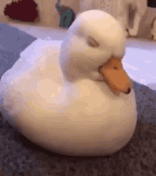 Duck Fighting Sleep GIF