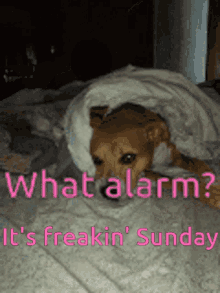 What Alarm Its Freakin Sunday Get Up GIF - What Alarm Its Freakin Sunday Get Up What Alarm GIFs