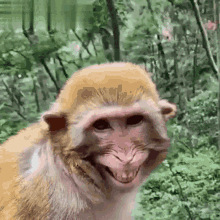 Monkey Funny GIF - Monkey Funny Smiling GIFs