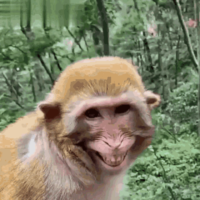 Monkey Funny GIF - Monkey Funny Smiling - Discover & Share GIFs