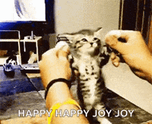 Happy Cat GIF