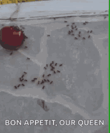 Ants Bon Appetit GIF - Ants Bon Appetit Queen GIFs
