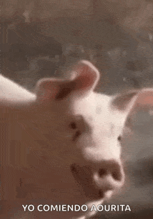 a close up of a pig standing on a rock with the words yo comiendo aquita written below it