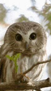 Owl Eyes GIF - Owl Eyes GIFs