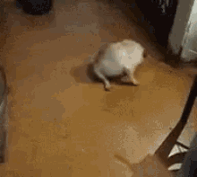 Pug Spinning GIF - Pug Spinning Dog GIFs
