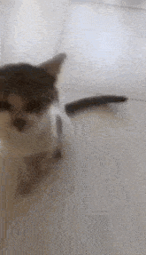 Cat Shitter GIF - Cat Shitter GIFs