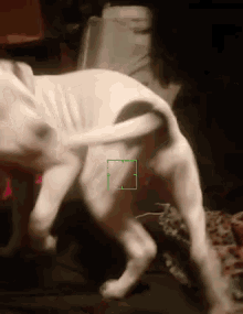 Tail Chase Cute GIF - Tail Chase Cute Dog GIFs