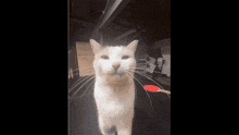 a white cat is standing in front of a ping pong paddle