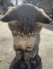 a cat covering its face with its paws while looking at the camera